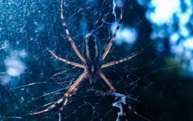 Găsești un păianjen în casă... îl omori sau îl lași liber? Cum e mai bine? | DeStiut.ro