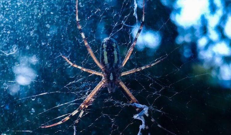 Găsești un păianjen în casă... îl omori sau îl lași liber? Cum e mai bine? | DeStiut.ro