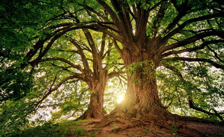 Curiozități despre copaci, unii dintre cei mai mari istorici ai planetei