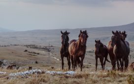 "La Paștele cailor" o expresie des folosită. Care este semnificația? Explicația specialiștilor