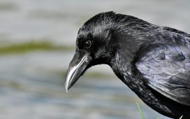 Știm că ciorile și corbii sunt păsări inteligente, dar nu atât de inteligente! De ce sunt corvidele cele mai inteligente păsări ale Pământului?