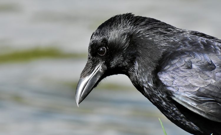 Știm că ciorile și corbii sunt păsări inteligente, dar nu atât de inteligente! De ce sunt corvidele cele mai inteligente păsări ale Pământului?