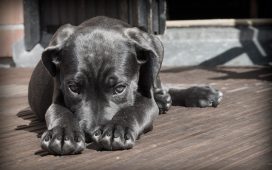 7 lucruri pe care noi le facem, dar pe care câinii noștri nu le înțeleg