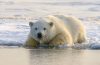 Urșii polari, pe cale de dispariție până la sfârșitul acestui secol! Explicația cercetătorilor | DeStiut.ro