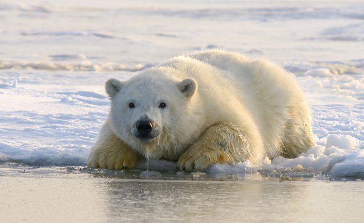 Urșii polari, pe cale de dispariție până la sfârșitul acestui secol! Explicația cercetătorilor | DeStiut.ro