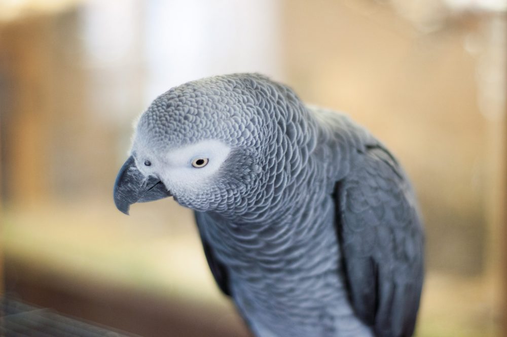 Papagalii de la o Grădină Zoologică din Anglia, „concediați” din cauză că înjurau vizitatorii