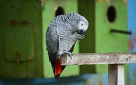 Papagalii de la o Grădină Zoologică din Anglia, „concediați” din cauză că înjurau vizitatorii