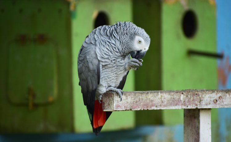Papagalii de la o Grădină Zoologică din Anglia, „concediați” din cauză că înjurau vizitatorii
