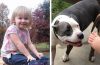 O fetiță de 2 ani a dispărut timp de 2 zile - câinele ei i-a rămas alături tot timpul și este considerat un erou