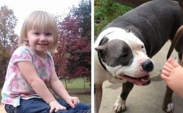 O fetiță de 2 ani a dispărut timp de 2 zile - câinele ei i-a rămas alături tot timpul și este considerat un erou