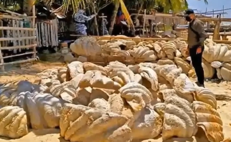 Captură record în Filipine. Scoici gigantice în valoare de 25 de milioane de dolari, confiscate!